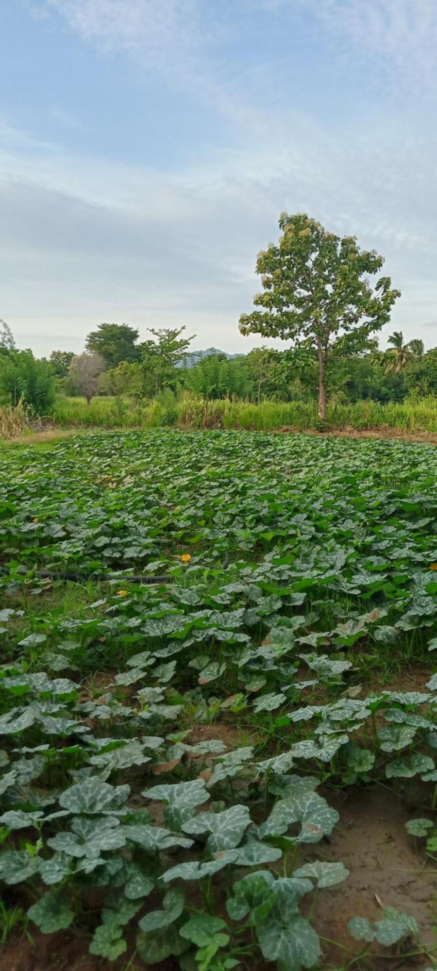 Gimhana Homestay Sigiriya Bagian luar foto