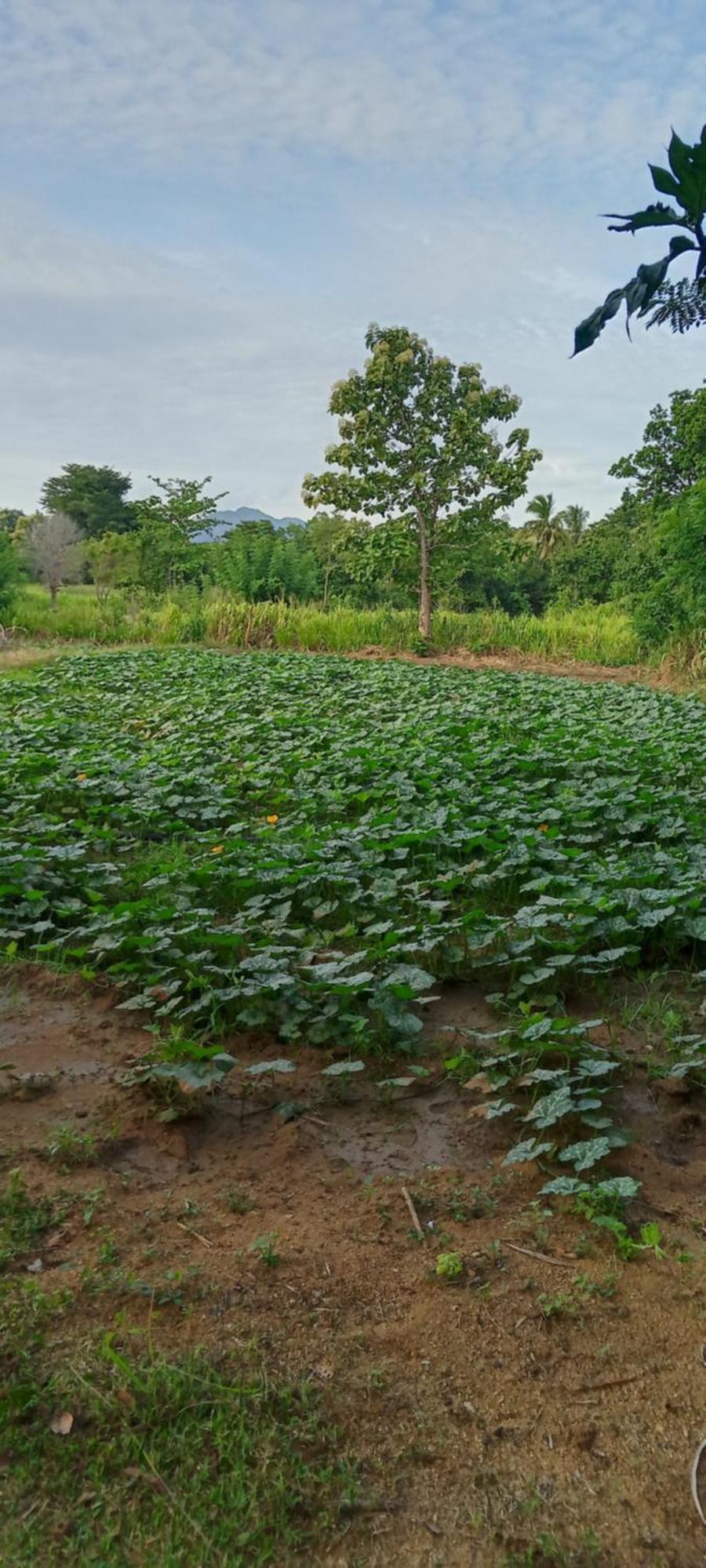 Gimhana Homestay Sigiriya Bagian luar foto
